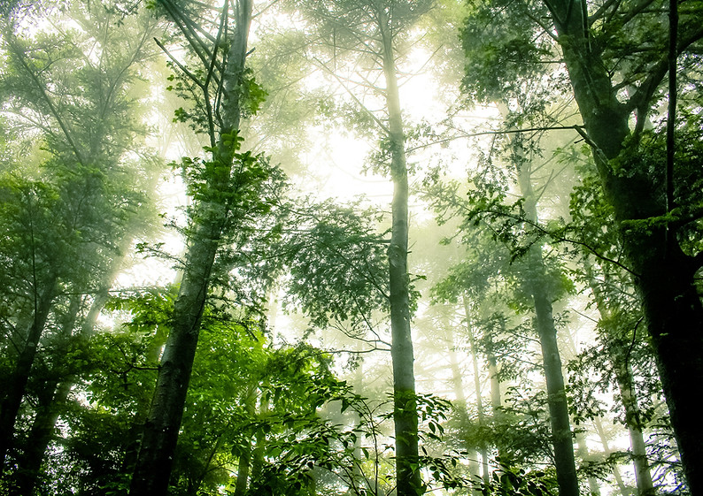 Foggy Forêt