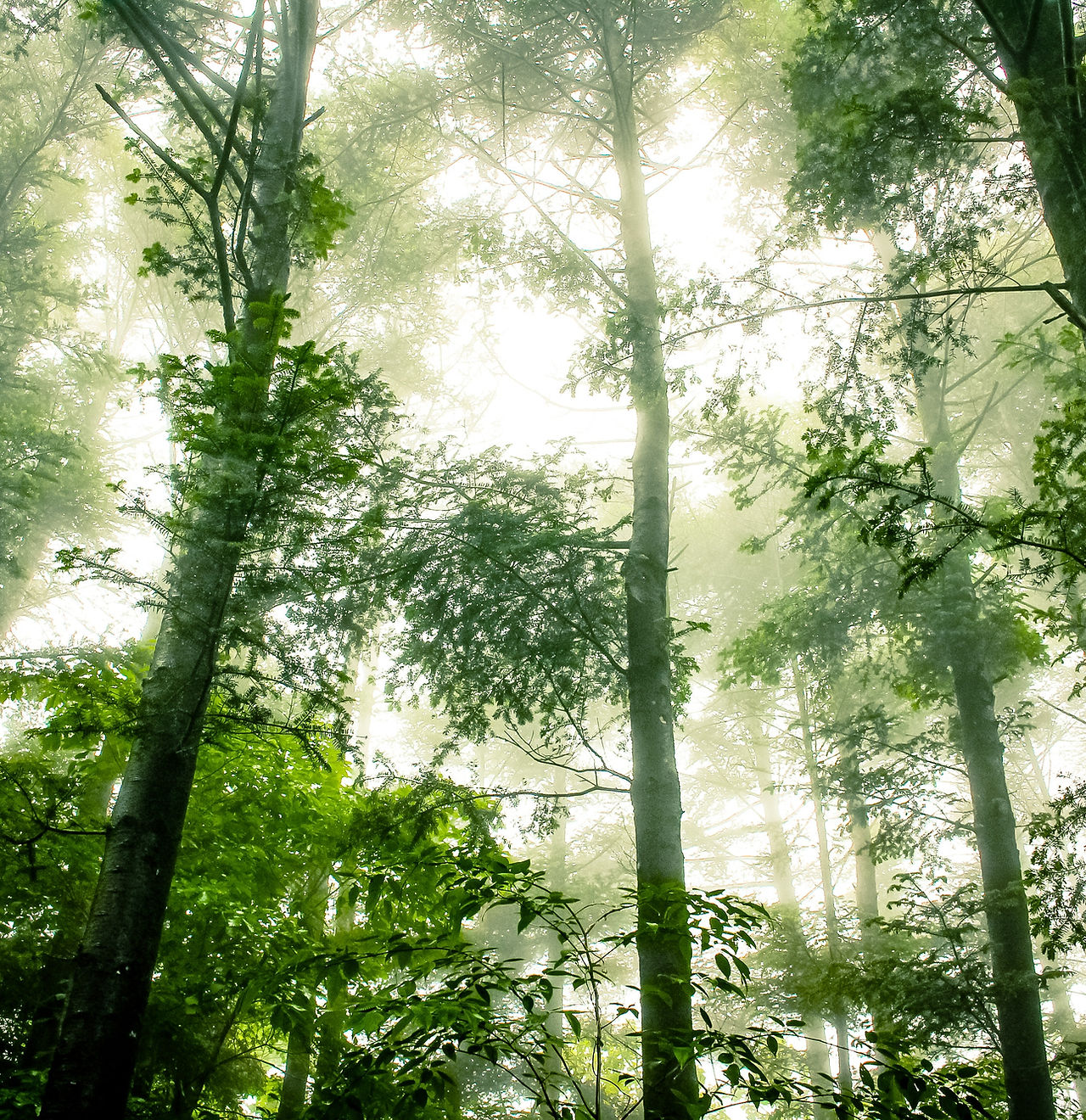 Foggy Forest