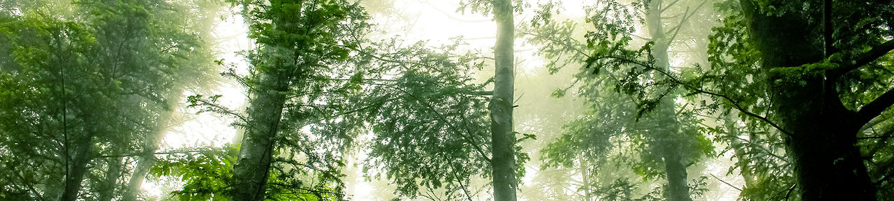 Foggy Forest