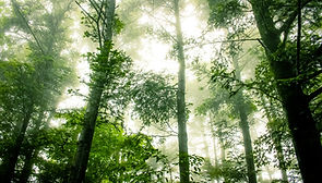 Foggy Forest