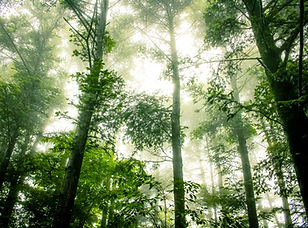 Foggy Forest