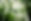 Foggy Forest Trees