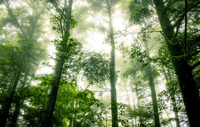 Foggy Forêt