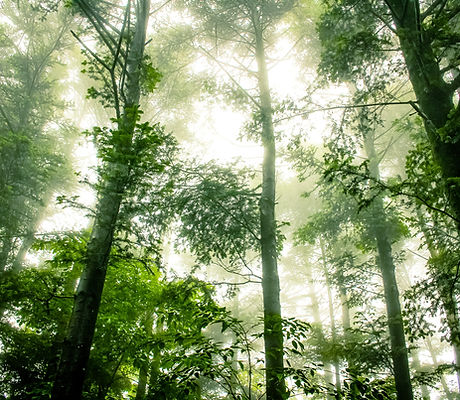 Foggy Forest