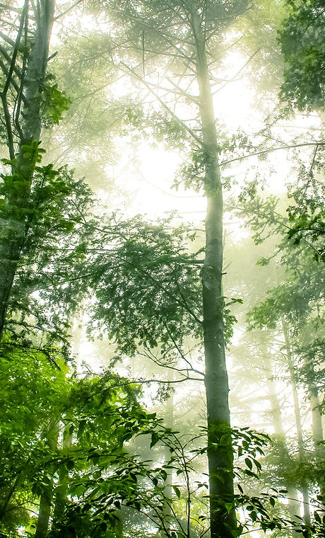 Foggy Forest