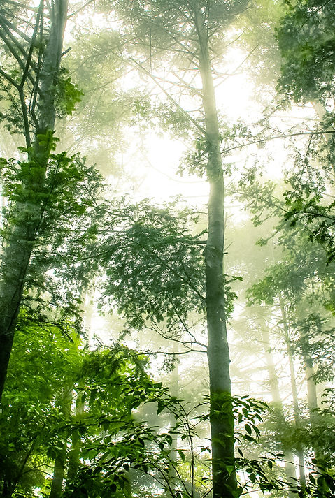Foggy Forest