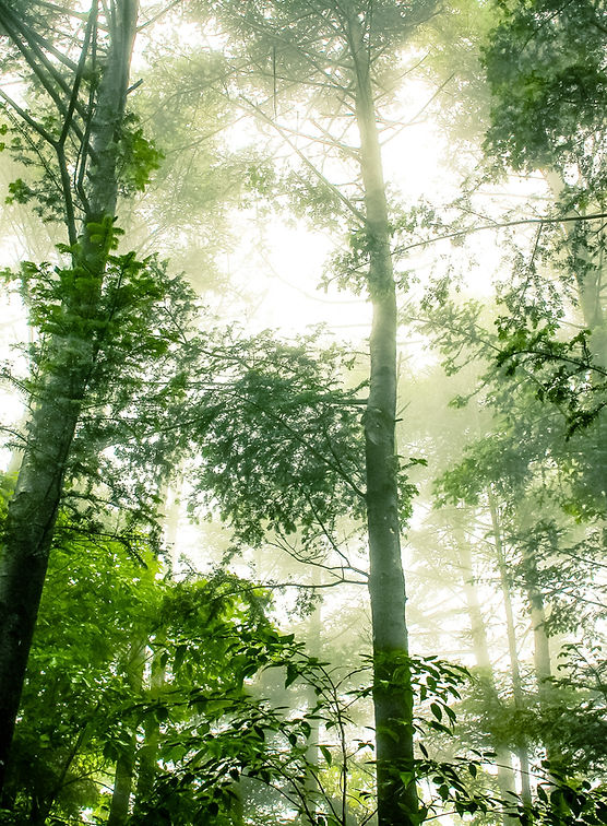 Foggy Forest