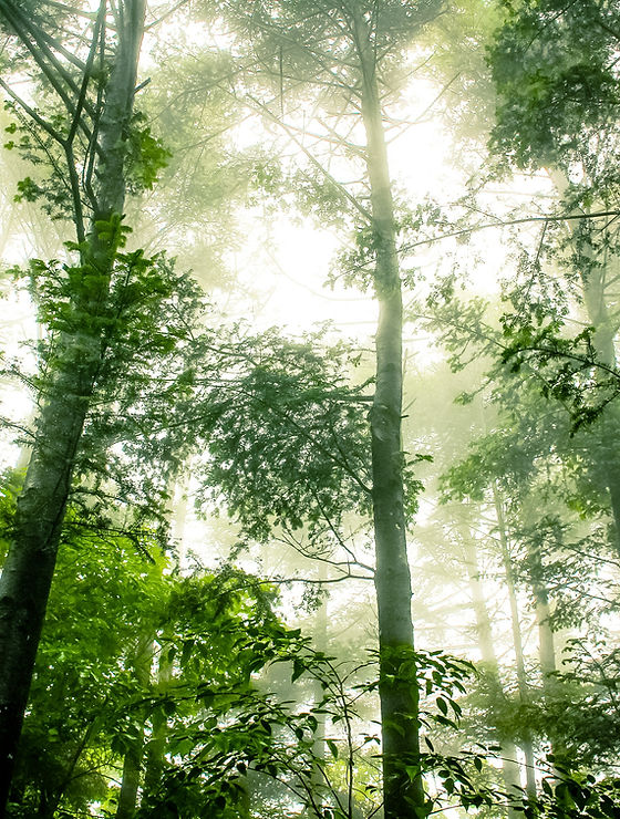 Foggy Forest