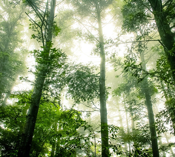 Foggy Forest