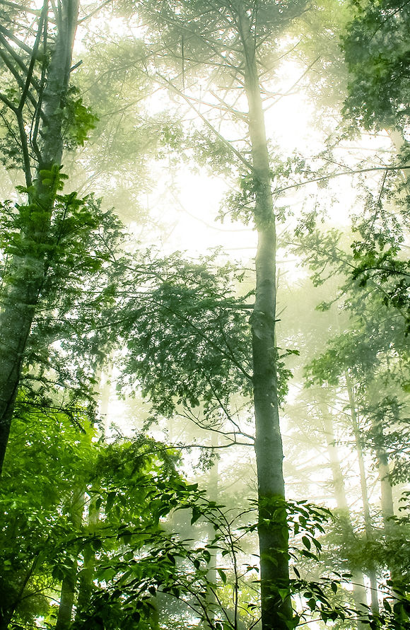 Foggy Forest