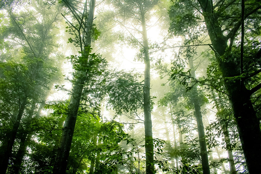 Foggy Forest Scene