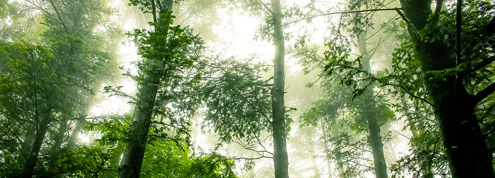 Canopée de la forêt brumeuse