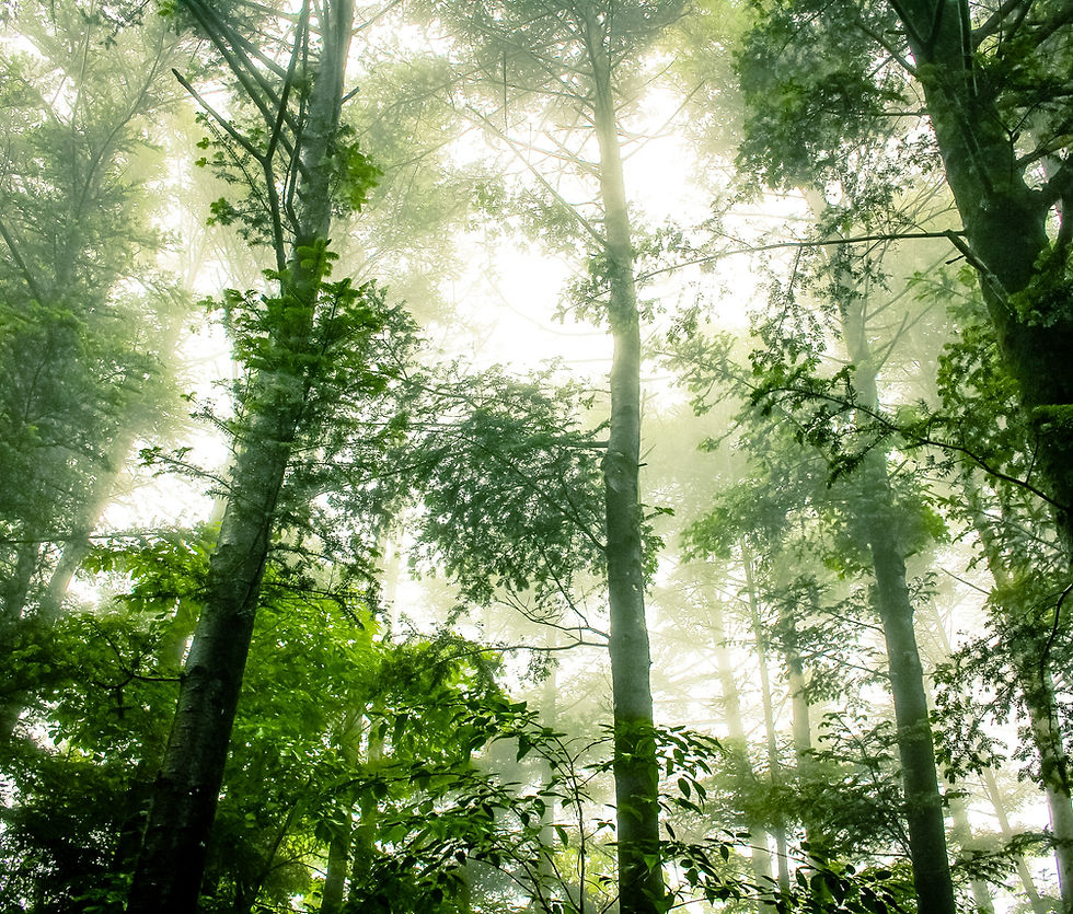 nebligen Wald