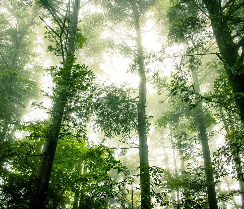 Foggy Forêt