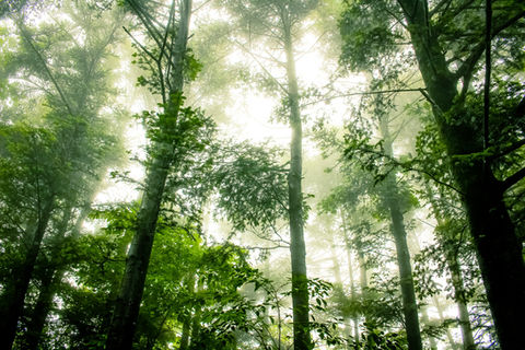 Eco-friendly Surfactants 