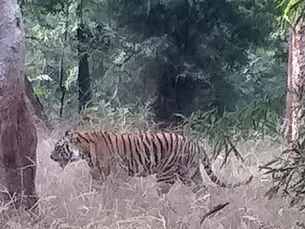 TIGER TIGER BURNING BRIGHT                      INDIA 3