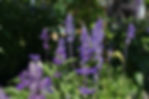 DSC03447.JPG