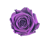 purplerose.png