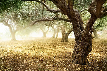 Olive Grove_edited.jpg