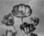 tulips-rawscan_edited_edited.jpg