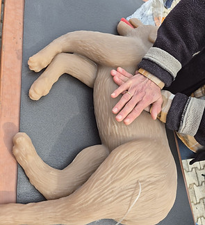 Reanimation am Hund