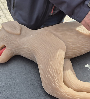 Vierpfoten Erste Hilfe - Reanimation Hund3.jpeg