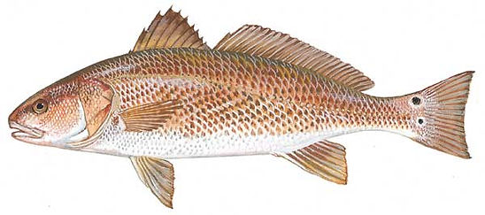 reddrum.jpg