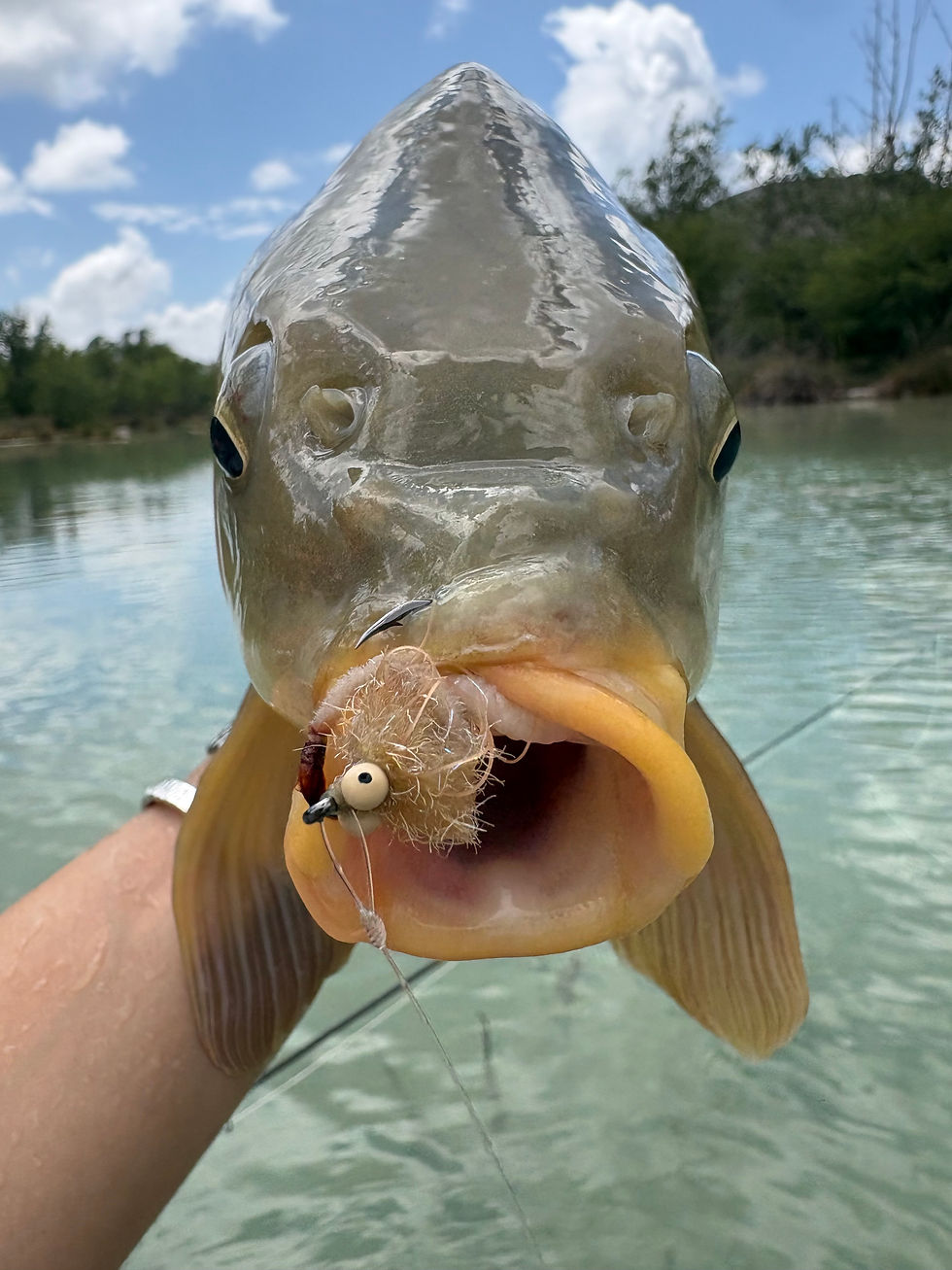 Carp caught on a new fly variation