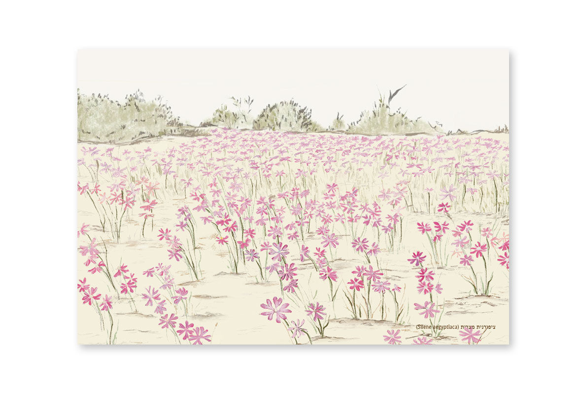 גלויה -מרבד צפורנית מצרית