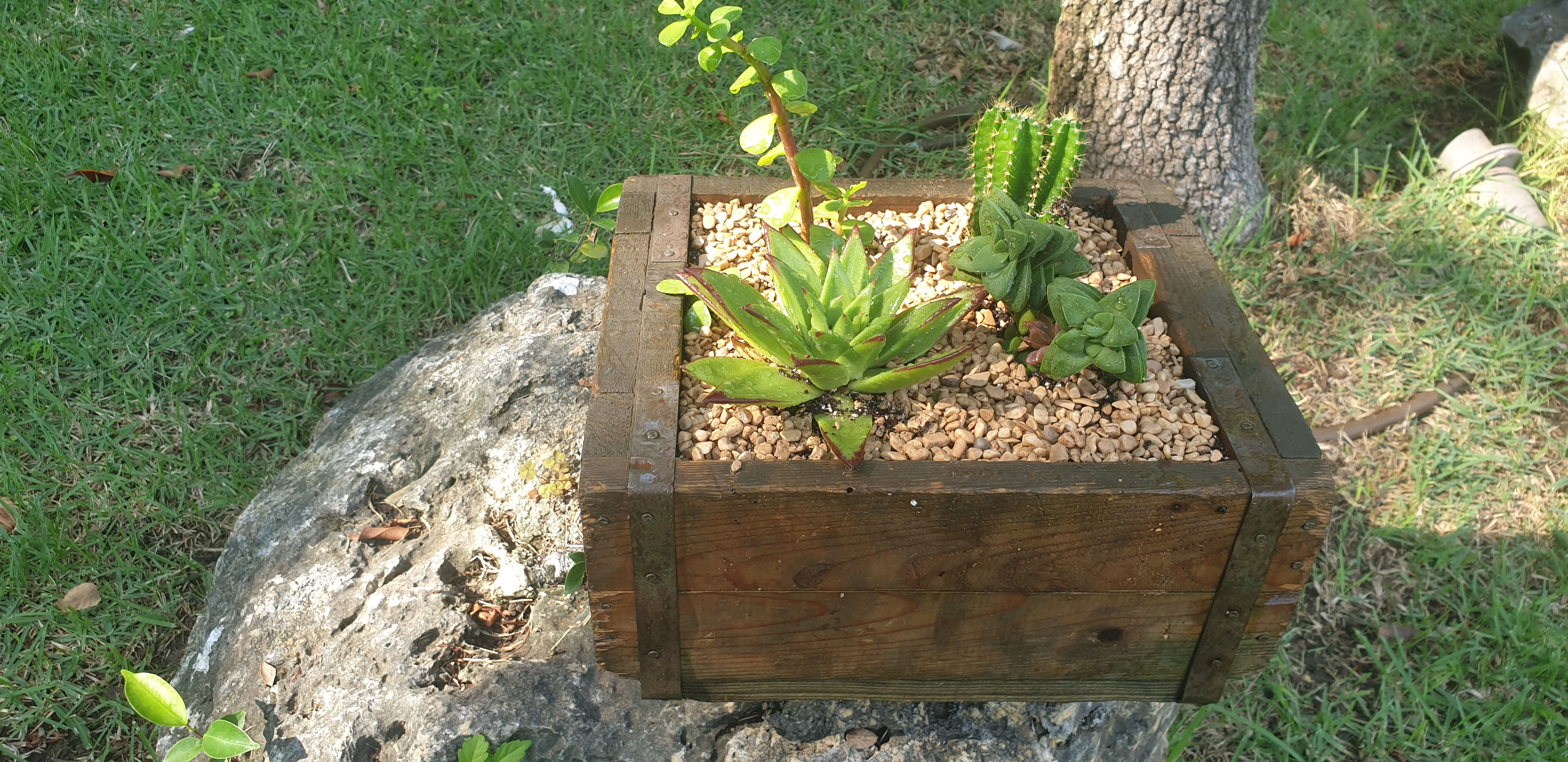 סוקולנטים בארגז וינטאג׳