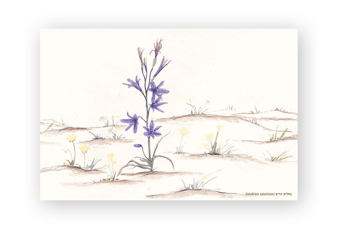 גלויה - כחלית הרים