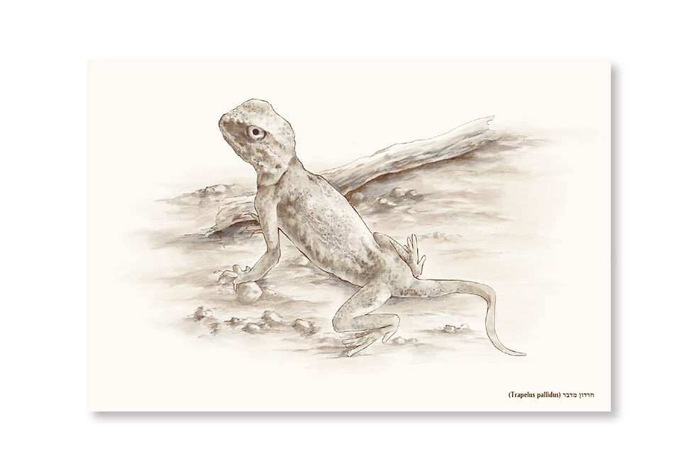 גלויה- חרדון מדבר