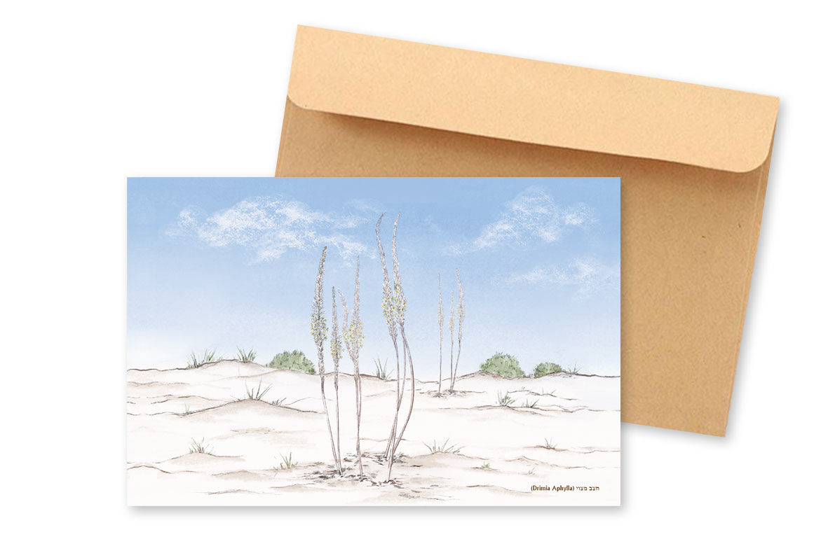 כרטיס ברכה - חצב מצוי