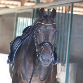 וודי - חוות רוטישלד - כפר מונאש