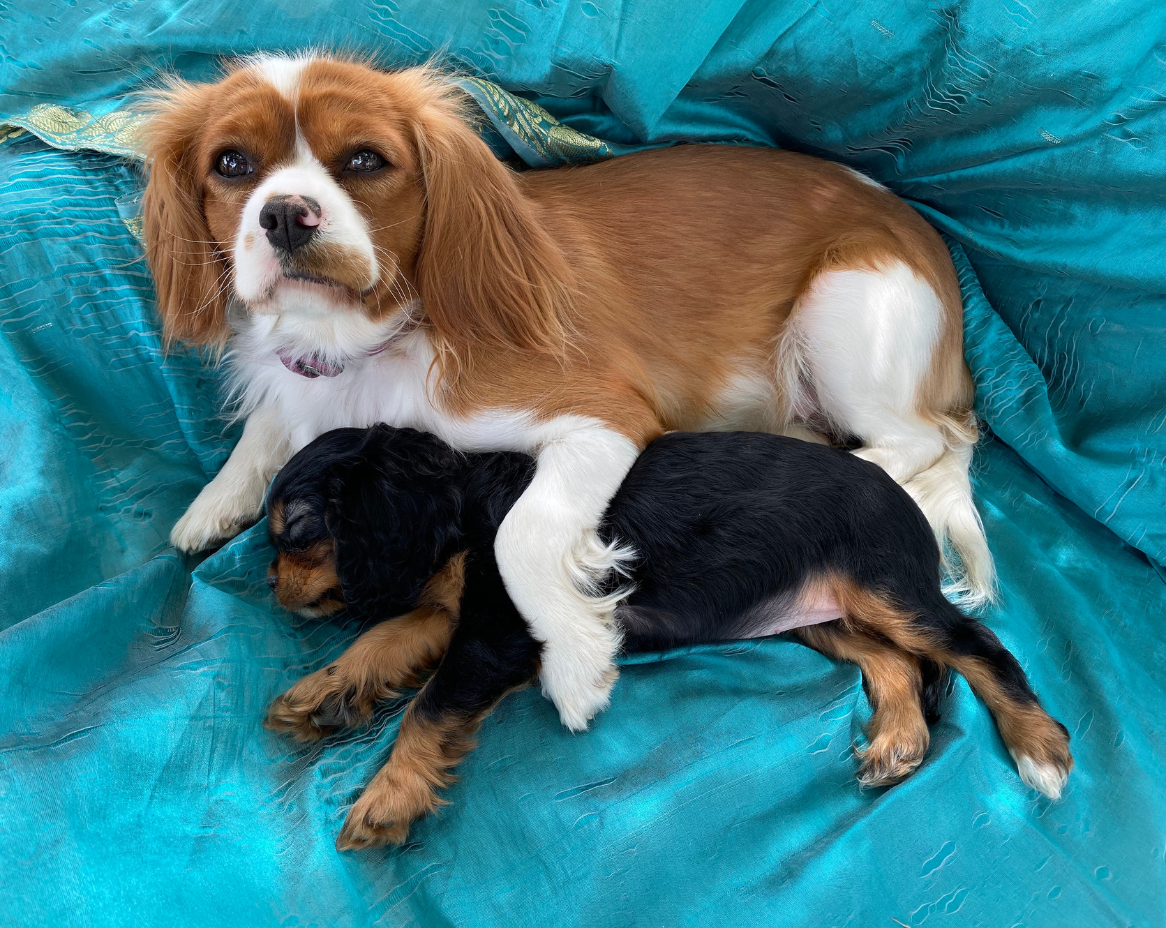 Puppies for Sale Canberra Superior Cavalier King Charles Breeder