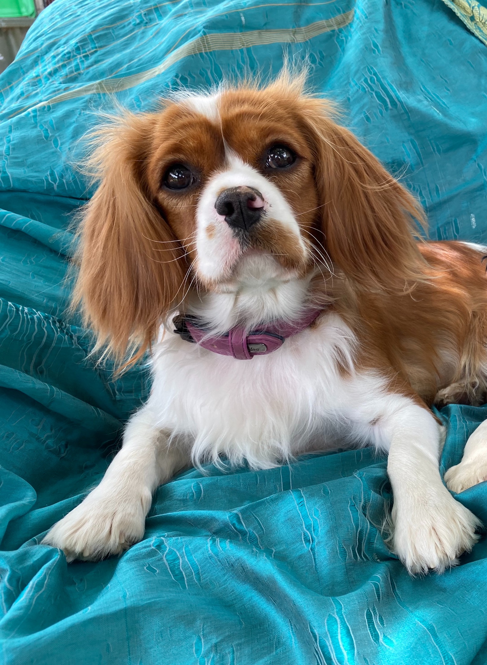 Puppies for Sale Superior Cavaliers