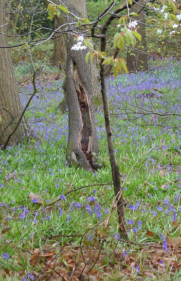 Bluebell wood.JPG
