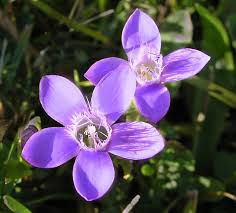 -GENTIAN-(GENCIANA)