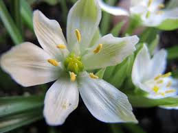 STAR OF BETHLEHEM (ESTRELLA DE BELÉN)