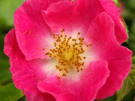 -WILD ROSE-(ROSA SILVESTRE)
