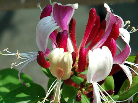 HONEYSUCKLE (MADRESELVA)