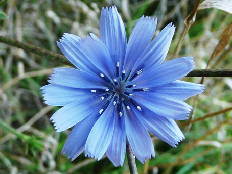 -CHICORY---- (ACHICORIA)
