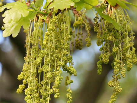 OAK (ROBLE)