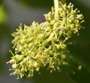 VINE (VINE)