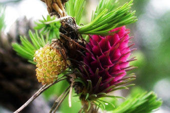 LARCH (ALERCE)