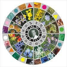 LAS FLORES DE BACH Y LOS SIGNOS