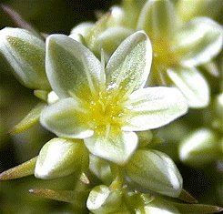 SCLERANTHUS