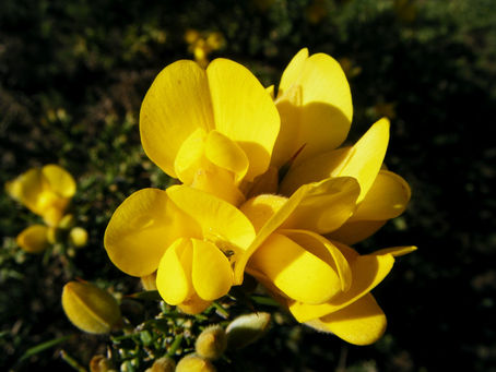 GORSE (AULAGA)