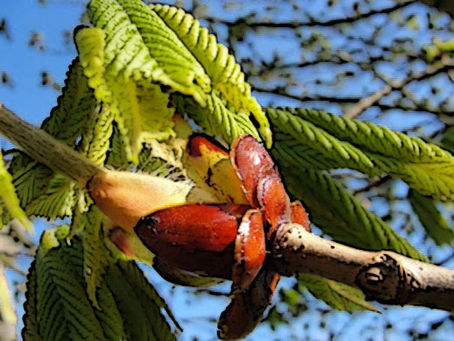 CHESTNUT BUD----- BROTE DE CASTAÑO