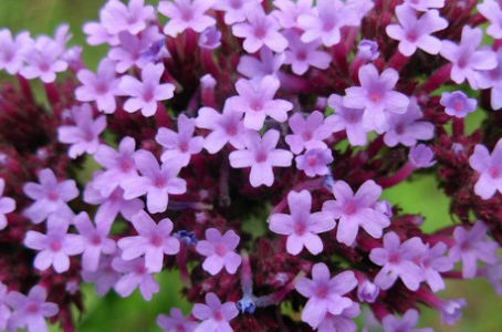 VERVAIN (VERBENA)